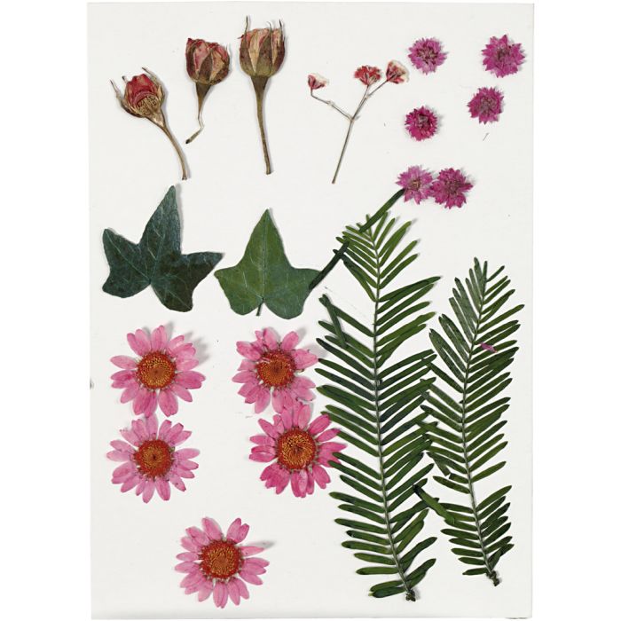 Fleurs et feuilles pressées, ca. 19 pièce, rose clair, 1 Pq.