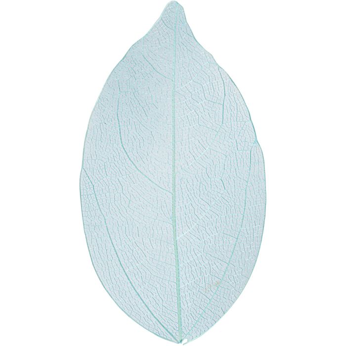 Squelettes de feuilles, L : 6-8 cm, bleu clair, 20 pièces/ 1 Pq.