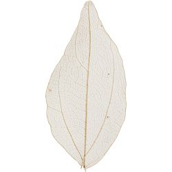 Squelettes de feuilles