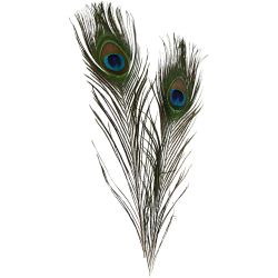 Plumes de paon, L : 25-30 cm, 10 pi&egrave;ces/ 1 Pq.