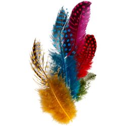 Plumes de pintade, ca. 100 pi&egrave;ce, ass. de couleurs, 3 gr/ 1 Pq.