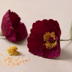 Mini Kit DIY Papier Cr&eacute;pon, Coquelicots, Cr&ecirc;p&eacute; &agrave; 180%, 105 gr, 1 Pq.
